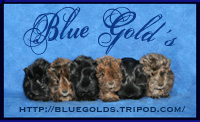 logobluegolds.jpg